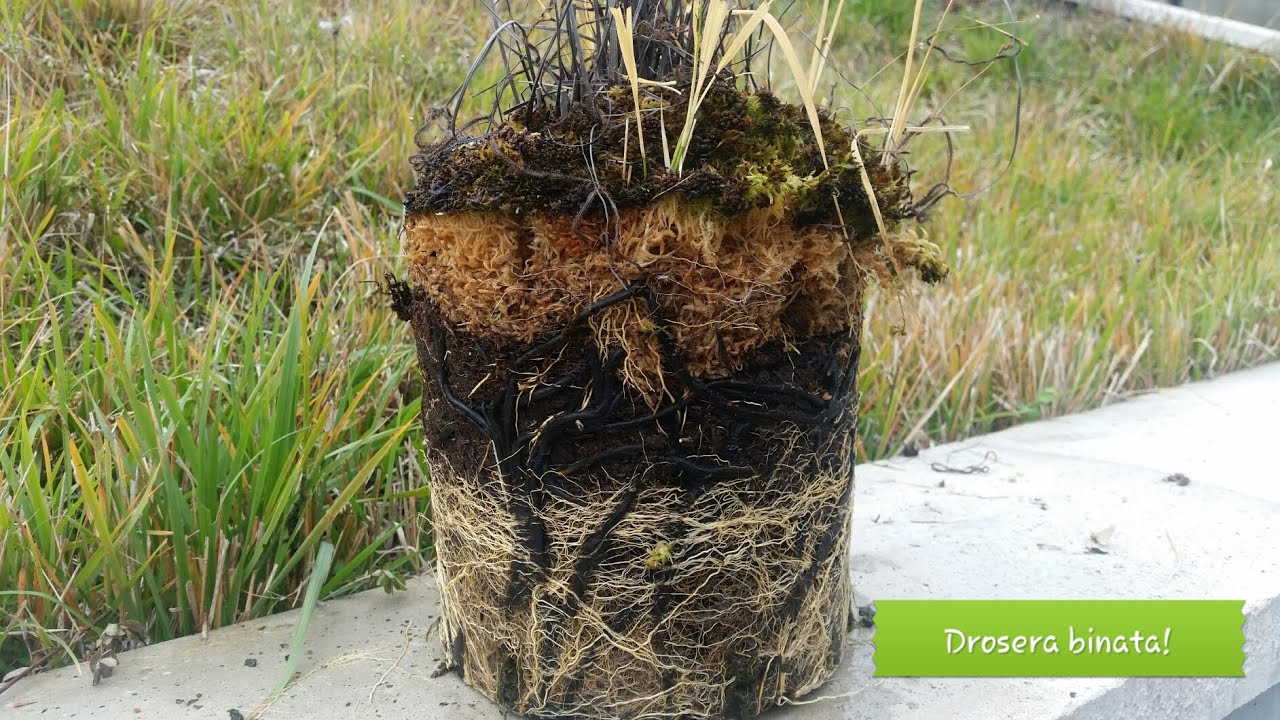 82. DROSERA BINATA DIVISIONE DI ZOLLA RADICALE E MESSA A DIMORA.CONSIDERAZIONI DI COLTIVAZIONE