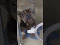 Near-Death Pup Left To Suffer In 95° Concrete Kennel For DAYS [STORY BELOW]
