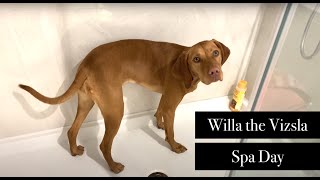 Grooming Our Dog at Home | Vizsla Spa Day