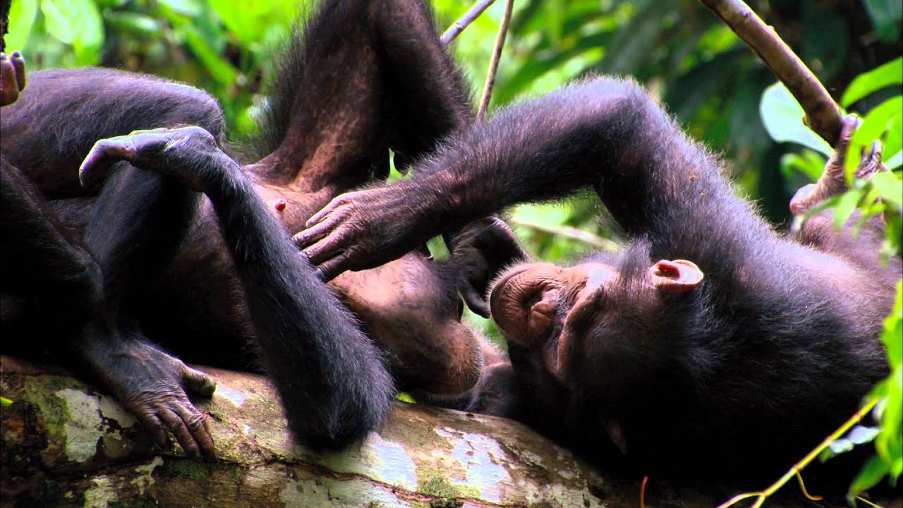 Chimpanzes Disney Nature Bande Annonce Vo Hd Youtube