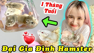 Thăm Các Bé Hamster Con Sau 2 Tuần Tuổi - Vê Vê Animal