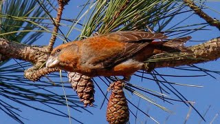 Клёст-сосновик (англ. Parrot crossbill)