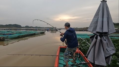 Câu Cá Tra Ở Làng bè Hồ Trị An \\ Bãi Câu Cá TRa Mới Làng Bè Trị An Cá Bao Nhiều