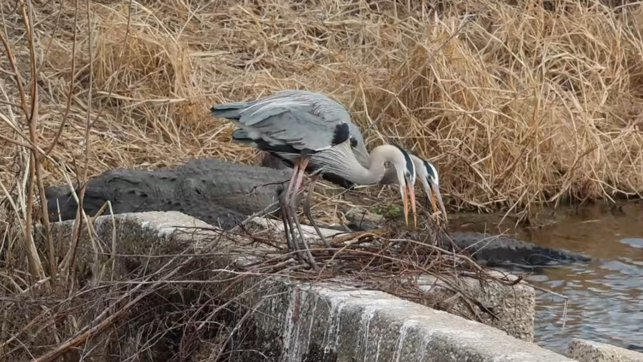 Great Blue Herons Construct a Precarious Nest