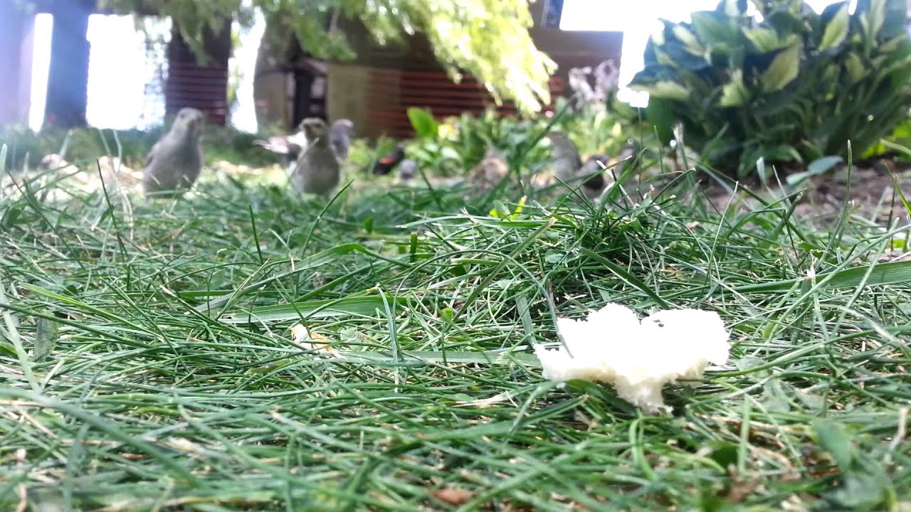 Feeding the birds in Toronto YouTube