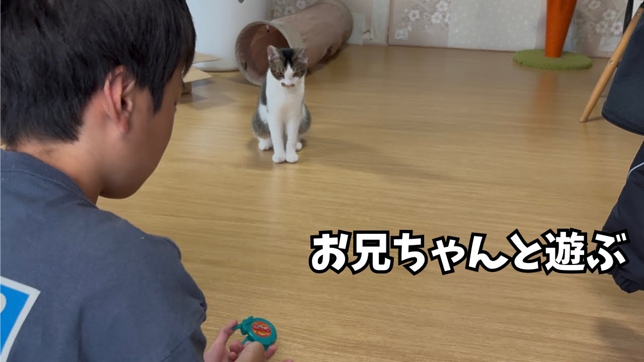Kittens playing with toys with their favorite big brother - YouTube