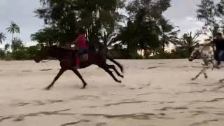 Dossa horse riding stable