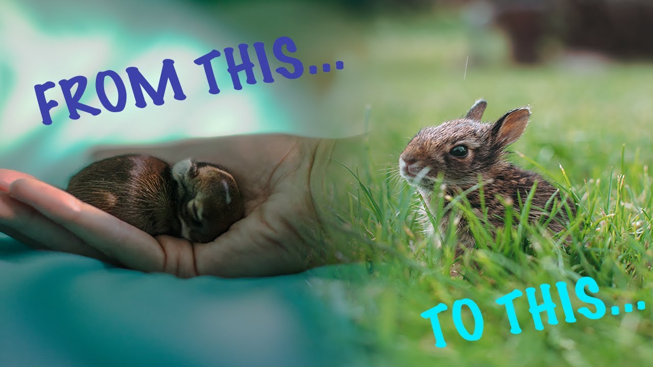 I RAISED AN ABANDONED BABY BUNNY near dead back to life YouTube