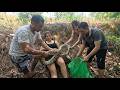 Giant Python Attack in the Forest! Girl Trapped by Huge Snake After Finding Baby Pythons Real Rescu
