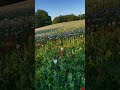 Безкрає море маків