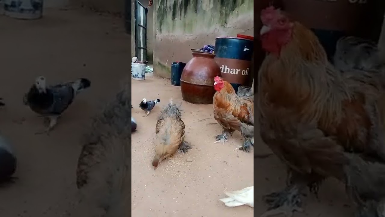 The Brahma Chicken