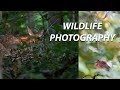 Low Light Wildlife Photography with Deer and a Cardinal (Canon RP + 600 F11)