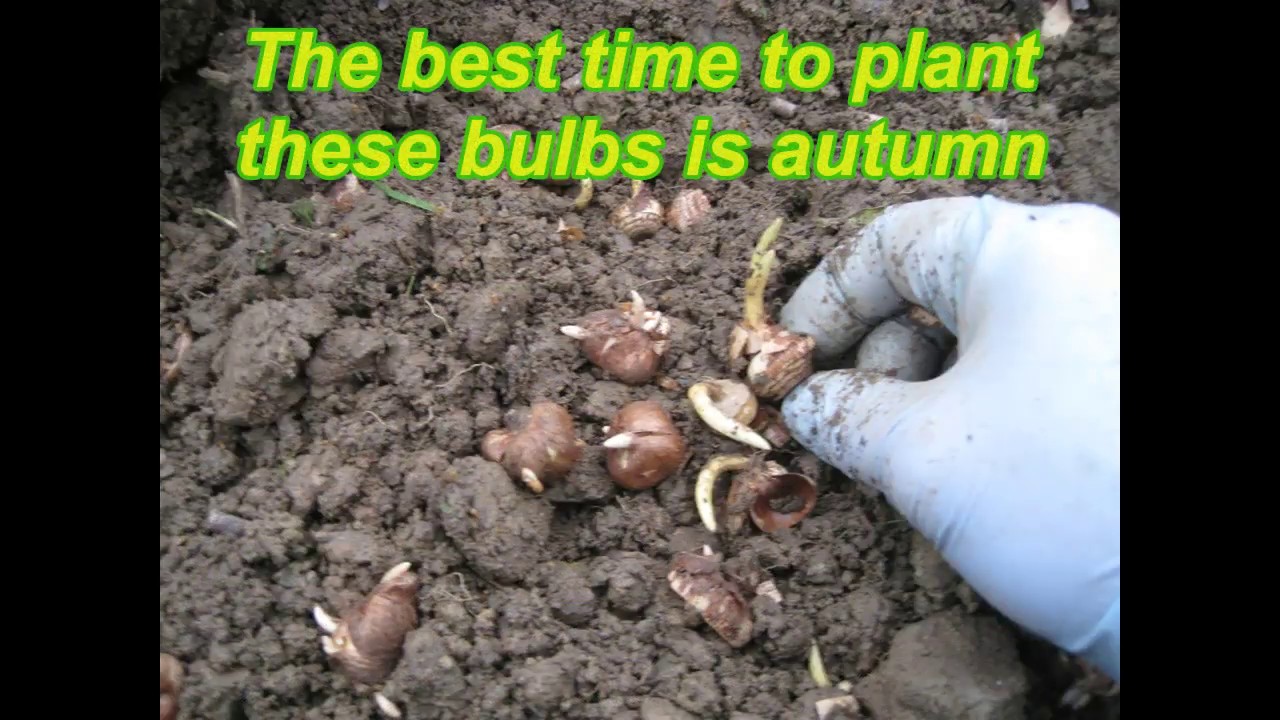 Naturalizing bulbs how to plant under grass Herbal Plant Power