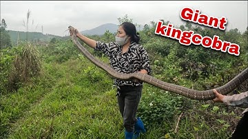 Hành trình Tìm Cây Dược Liệu Quý Và Thu Phục Ổ Rắn Hàng 100 Con Rắn Hung Dữ 