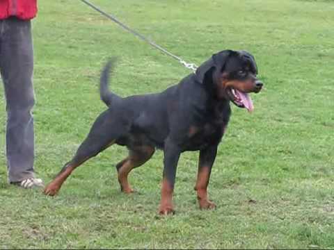 195 lb rottweiler jumbo vom k 252 mmelsee doovi 195 lb rottweiler jumbo vom k 252 mmelsee doovi