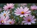 Gentle Rain on Delicate Flower Petals | Relaxing Rain Sounds for Sleep & Calm