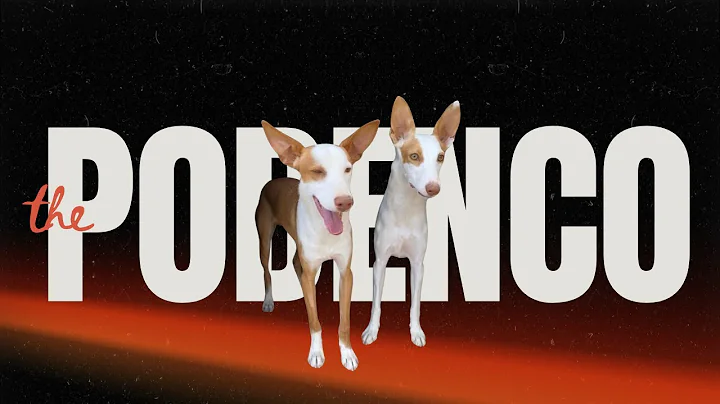 Introduction to Podencos