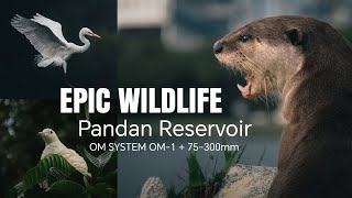 My Epic Wildlife Photography at Pandan Reservoir 🇸🇬 (OM-1)