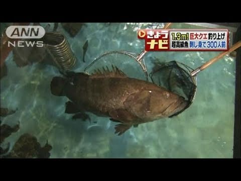 刺身にして300人前 1 3m巨大クエ釣り上げ 鳥取 11 06 15 Youtube