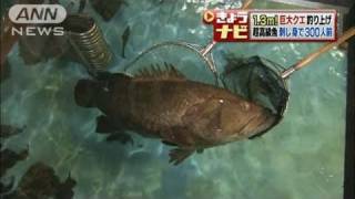 刺身にして300人前　1.3m巨大クエ釣り上げ　鳥取（11/06/15）