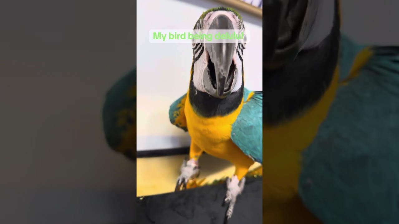 My bird really need to find a partner! 