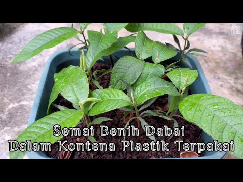 Video: Pokok Dalam Bekas - Cara Menanam Pokok Kontena