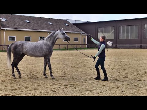 Видео: 6 лучших конных ферм в Лексингтоне, Кентукки