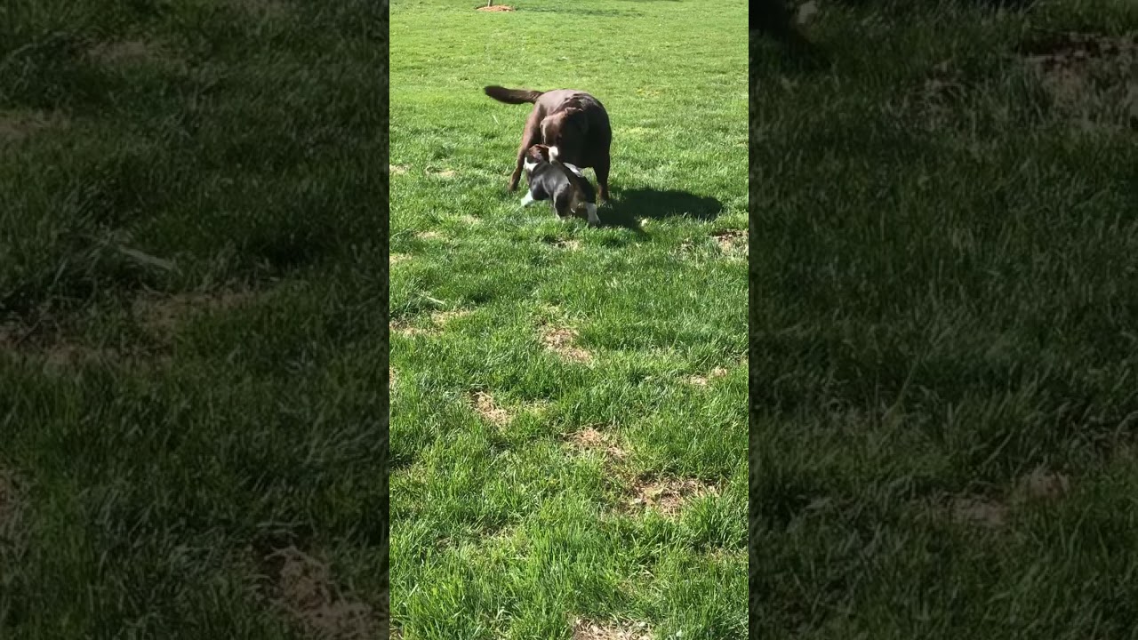 Basset Hound VS. Chocolate Lab YouTube