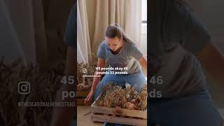 Massive onion haul this year!! This is a years supply of onions for our family of eight!!
Massive onion haul this year!! This is a years supply of onions for our family of eight!! Massive onion haul this year!! This is a years supply of onions for our family of eight!!