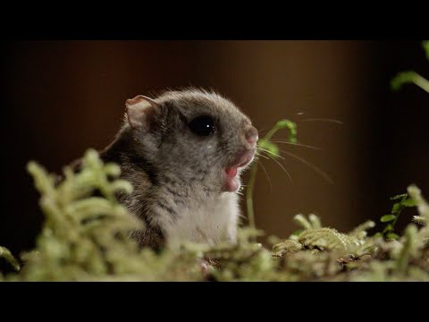 Filming Flying Squirrels at Night | Eden: Untamed Planet | BBC Earth