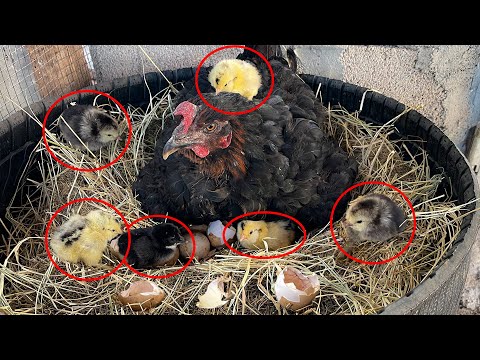 21 Günlük Kuluçka Dönemi | Yumurtadan Civciv Çıkışı