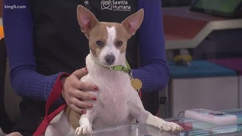 Pet microchips: How do they work?