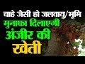 Anjeer Ki Kheti(Fig) Full Information | अंजीर की खेती की पूरी जानकारी - कैसे है ये मुनाफेमंद खेती ?