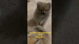 Pomeranian puppy #shorts #dogs #pomeranian