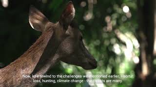 Deer Uncovered: Unraveling the Mysteries of the Forest by 1 Minute Knowledge