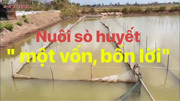 Nuôi sò huyết "một vốn, bốn lời"