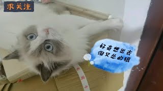 布偶猫喵星人对外面的世界很好奇，但又怂的狠！ by Oh My Dear Little Julie 16 views 3 months ago 2 minutes, 47 seconds