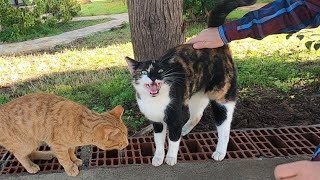 Calico cat meowing very loudly wants to tell me something