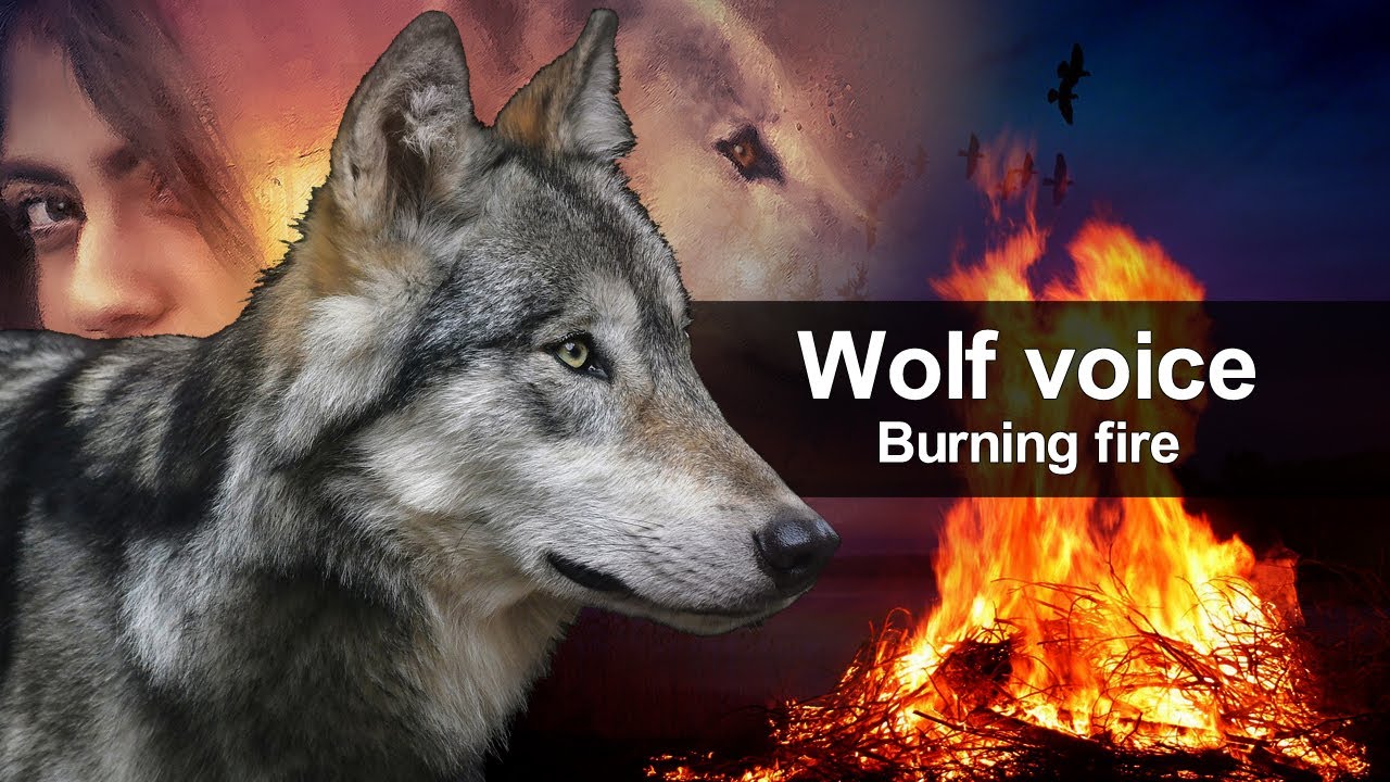 Wolfe tones for sleeping, Wolf sounds in Winter, Burning fire and Wolfe, Wolf Howling Nature Sound