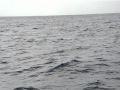 冬の沖縄の海に現われるザトウクジラ