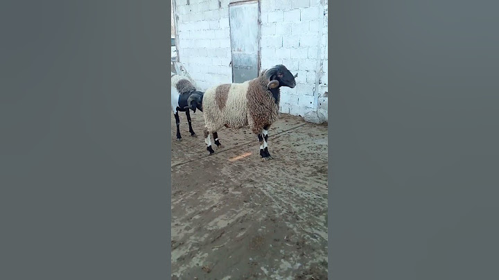 كبش العيد كاين كباش قوة الله يبارك عنابة . 0667865984 #خروف