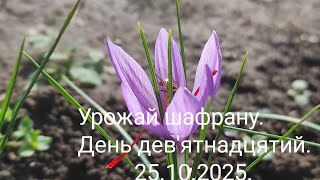 видео: Урожай шафрану.День дев'ятнадцятий.25.10.2025. картинка: Урожай шафрану.День дев'ятнадцятий.25.10.2025.