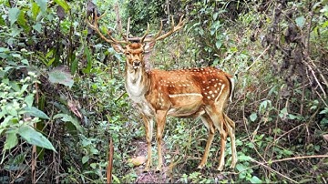 Nai Khôn - Kinh Pháp Cú