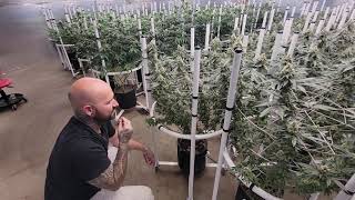 Brenan, Nakedfarmer420 and WEBBGRO garden update!