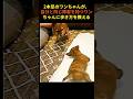 【奇跡の物語】2本足の先輩犬が教えてくれた“生きる喜び”。愛と希望の絆。