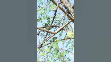 Golden-bellied gerygone 🐥 #shorts #short #nature #birds