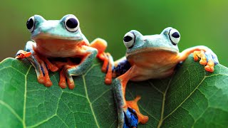 Frog Sounds Relaxing Music Therapy ASMR | Love Nature screenshot 1