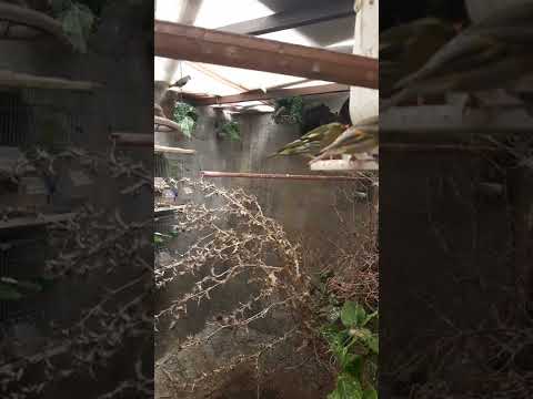 هجين السسكن الاحمر مع السسكن الاصفر