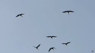 15.10.2019 Autumn migration of cranes at 12 Noon