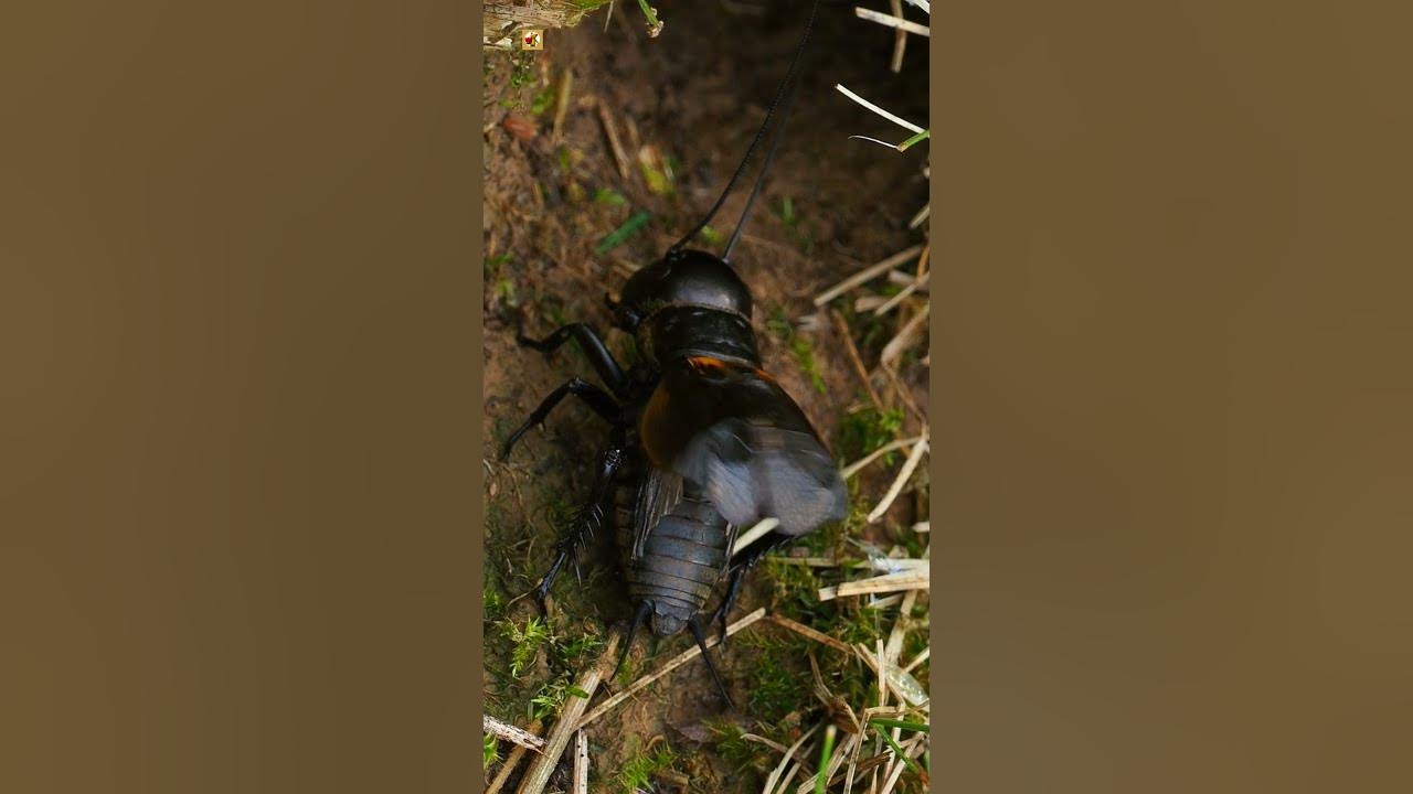 Cricket ( Insect ) sound at night ( 5 )